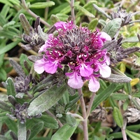 Teucrium ackermannii
